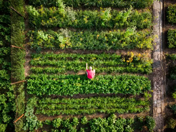 Drone shot depicting a top down aerial view of one man working outdoors in a vegetable garden. He is wearing a red t shirt, providing a nice contrast with the lush green foliage. There are many different vegetable patches, creating abstract patterns and lines from above.