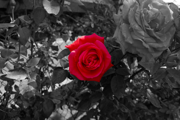 růžový růžový květ červeno-bílé barvy a rozmanité květiny na černobílém pozadí - ručně barvený fotky - stock snímky, obrázky a fotky