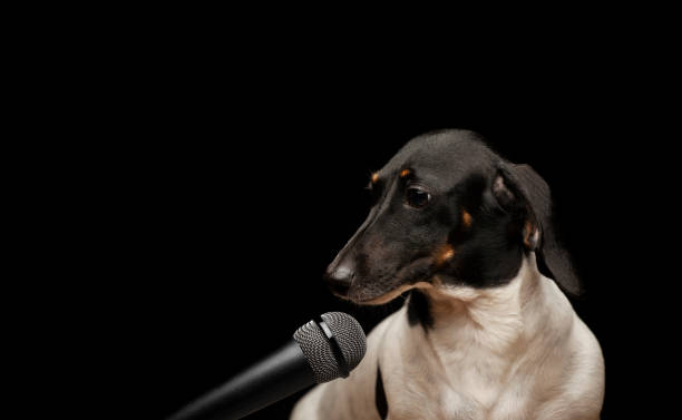 istock image of dog microphone dark background 1327986703