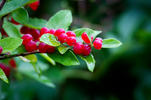Chokecherry - Red berries with bright Green Leaves