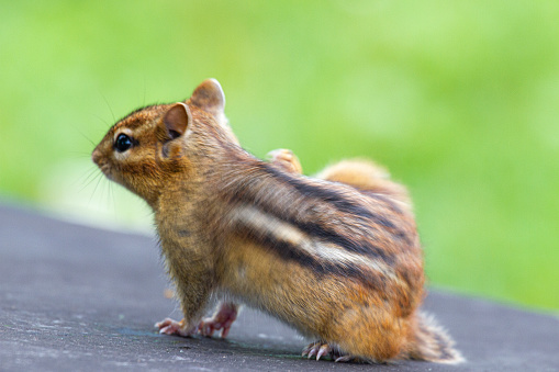 Chipmunks are small, striped rodents of the family Sciuridae.