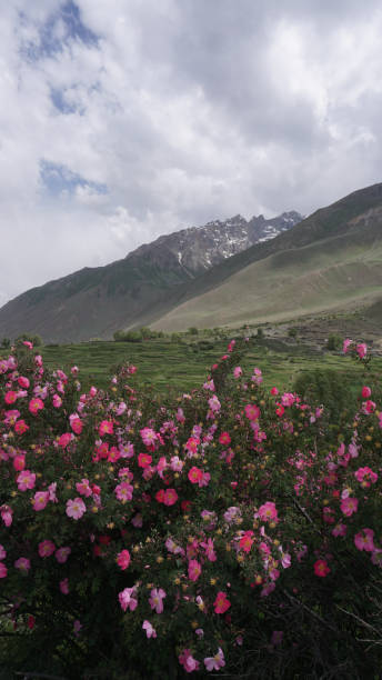istock Wild Rose at Thaley Village in Skardu 1327987091