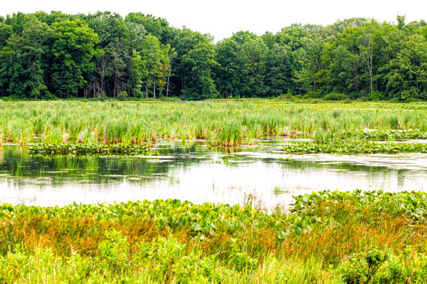 istock Nature - Swamp - Pond Covered with Grasses 1327987156