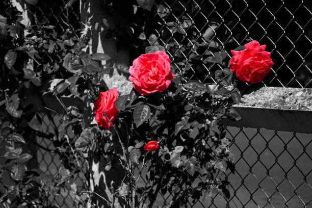 růžový růžový květ červeno-bílé barvy a rozmanité květiny na černobílém pozadí - ručně barvený fotky - stock snímky, obrázky a fotky