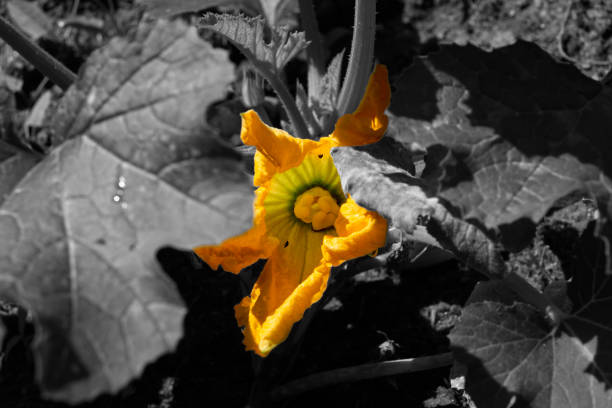 růžový růžový květ červeno-bílé barvy a rozmanité květiny na černobílém pozadí - ručně barvený fotky - stock snímky, obrázky a fotky