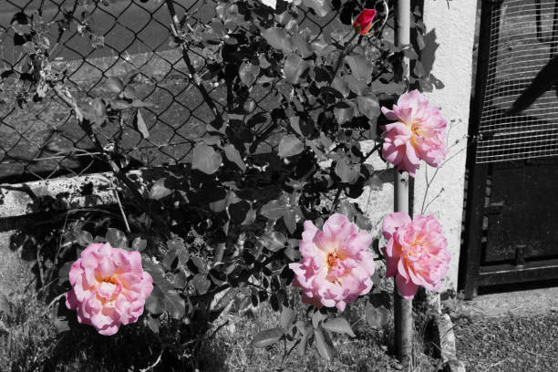 růžový růžový květ červeno-bílé barvy a rozmanité květiny na černobílém pozadí - ručně barvený fotky - stock snímky, obrázky a fotky