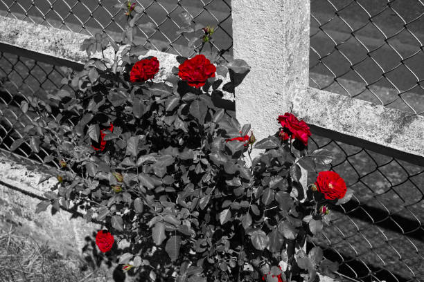 růžový růžový květ červeno-bílé barvy a rozmanité květiny na černobílém pozadí - ručně barvený fotky - stock snímky, obrázky a fotky