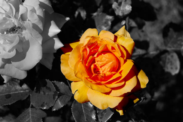 růžový růžový květ červeno-bílé barvy a rozmanité květiny na černobílém pozadí - ručně barvený fotky - stock snímky, obrázky a fotky