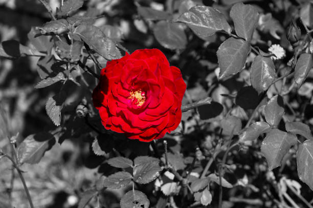 růžový růžový květ červeno-bílé barvy a rozmanité květiny na černobílém pozadí - ručně barvený fotky - stock snímky, obrázky a fotky