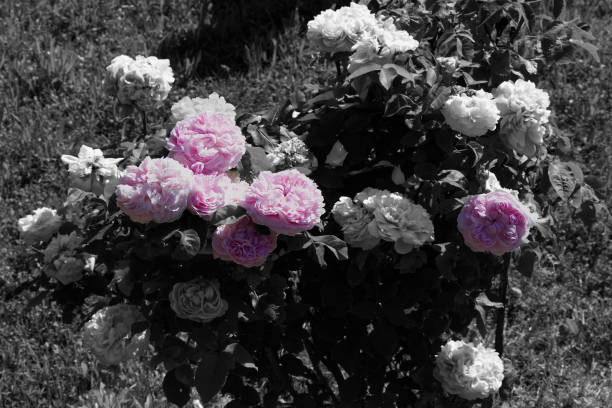 růžový růžový květ červeno-bílé barvy a rozmanité květiny na černobílém pozadí - ručně barvený fotky - stock snímky, obrázky a fotky