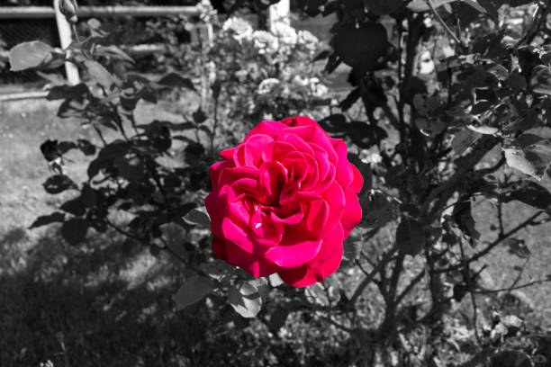 růžový růžový květ červeno-bílé barvy a rozmanité květiny na černobílém pozadí - ručně barvený fotky - stock snímky, obrázky a fotky