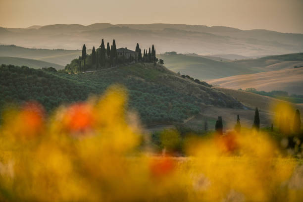 collines toscanes à san quirico, vue du belvédère au lever du soleil avec des coquelicots et des fleurs hors de propos au premier plan - toscane - italie - tuscan cypress photos et images de collection