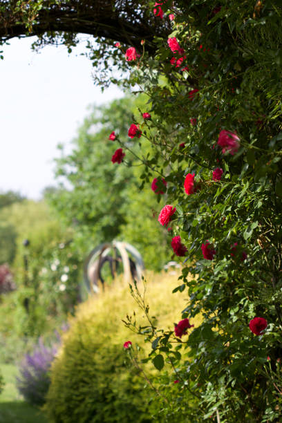 istock A beautiful rose arch in the garden. 1327989625