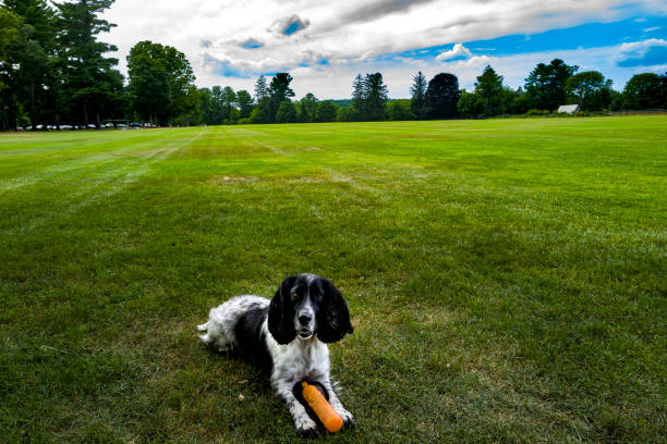 Field Bred English Cocker being playful outdoors.  Always lively, this breed is know as the \