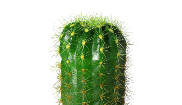 istock Cactus, small summer plant, spiky green 1327991816