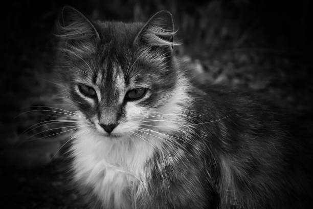 istock A stray cat with very beautiful eyes in black and white. 1327991888