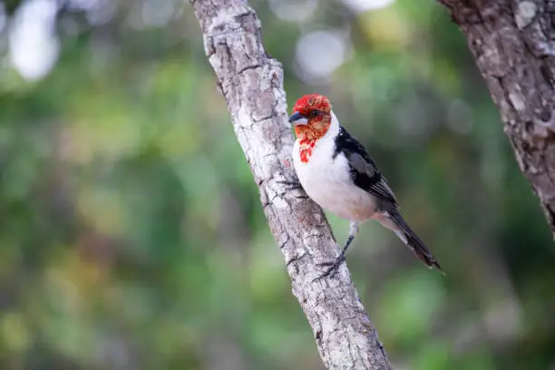 The northeastern cardinal is a passerine bird of the Thraupidae family.