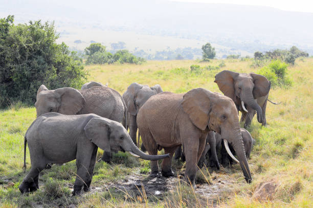 istock Herd of elephants in Masai Mara grasslands. 1327993601