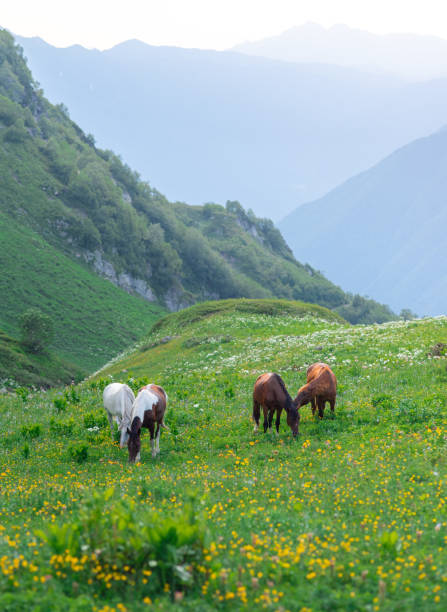 istock Four beautiful wild horses graze in green alpine meadows 1327993638