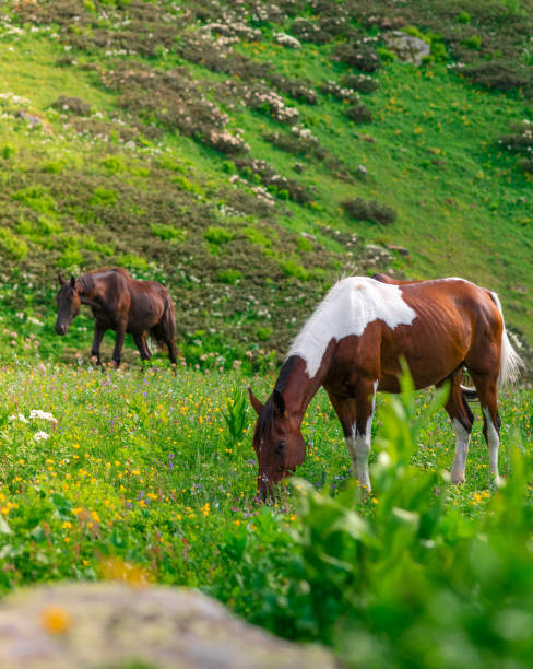istock Two beautiful wild horses graze in green alpine meadows 1327993645