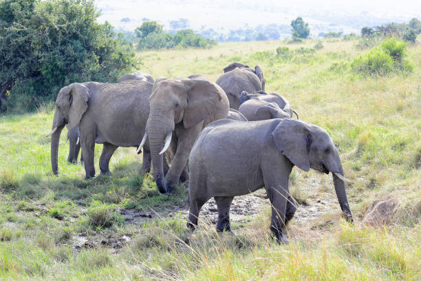 istock Herd of elephants in Masai Mara grasslands. 1327994172