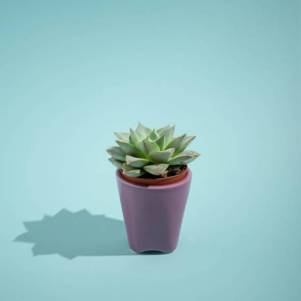 istock Aesthetic natural idea, fresh cactus plant on bright blue background. Minimalistic isolated arrangement, creative summer and botany concept. 1327994534