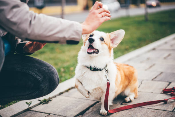 dziewczyna trenuje uroczą corgi - color image animal dog animal hair zdjęcia i obrazy z banku zdjęć