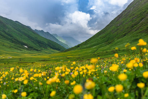 istock Beautiful green flowering alpine meadows 1327995691