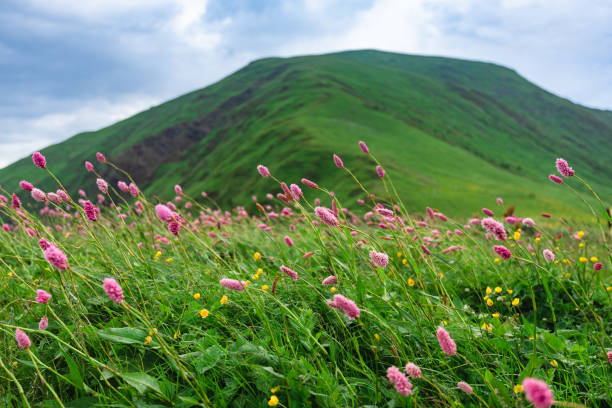 istock Beautiful green flowering alpine meadows 1327995693