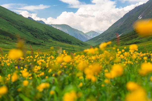 istock Beautiful green flowering alpine meadows 1327997324