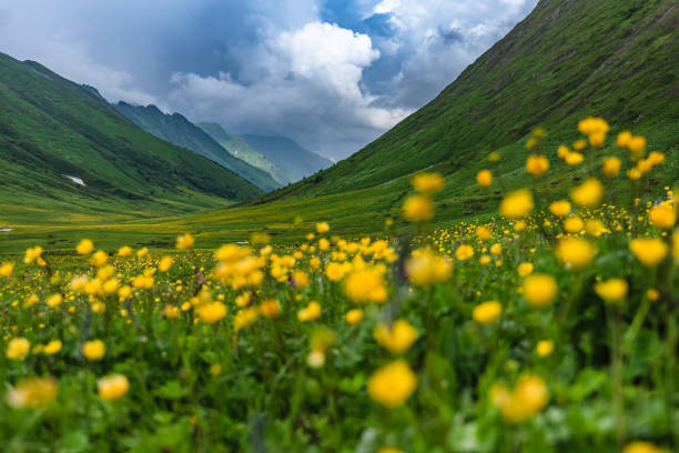 istock Beautiful green flowering alpine meadows 1327997325