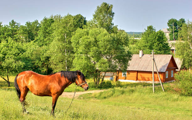istock Red horse with a long mane in a flower field 1327998416