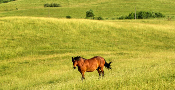 istock Red horse with a long mane in a flower field 1327998421