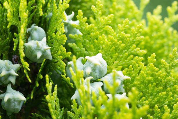 istock Close-up of cypress fruit 1327999830