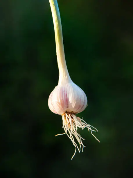 Photo of Young garlic.