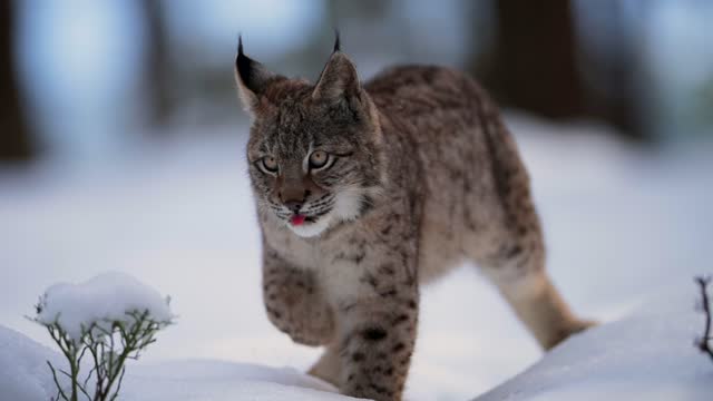 The Eurasian lynx (Lynx lynx), wild animal, medium sized cat, slow motion, in forest at winter, snow all around