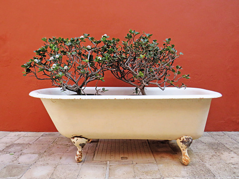 White antique bathtub with two bushes. Flower arrangement. Front view of vintage clawfoot bathtub used as a plant pot. Decoration and gardening concept.