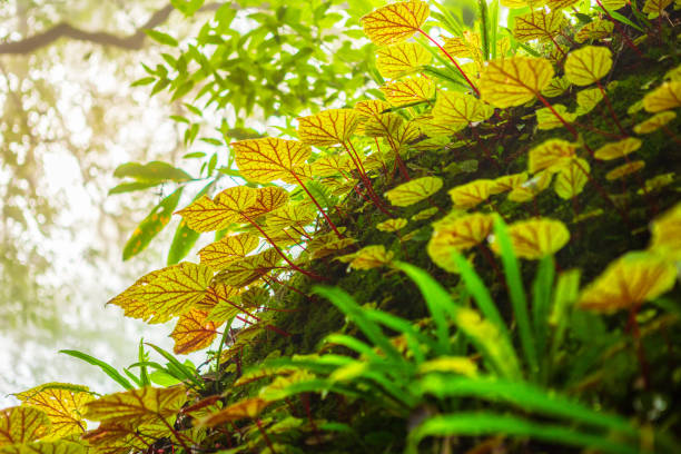 feuilles de bégonia sur la roche dans les bois à faible profondeur de la forêt tropicale au parc national de phuhinrongkla nakhon thai district à phitsanulok, thaïlande. - vibrant color summer rock cliff photos et images de collection