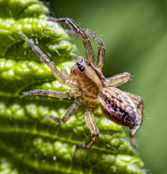 istock Beautiful translucent spider on plant leaf 1328004086