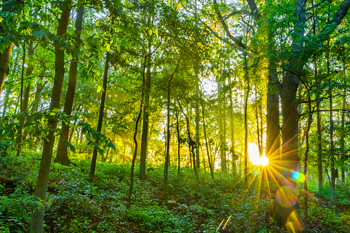 Rays of sunlight break through tree branches and lush foliage, into misty forest park at dawn in Springtime.