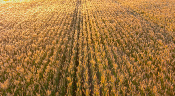 istock Wheat field backlit by the sunrise. 1328004338