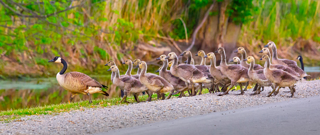 Canada geese parents escort goslings across busy street at morning twilight.