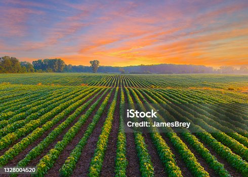 istock Healthy young soybean crop in field at dawn. 1328004520