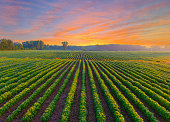 istock Healthy young soybean crop in field at dawn. 1328004520
