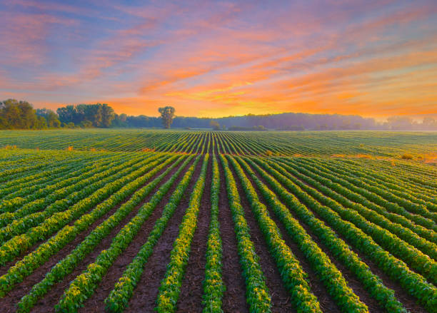 Healthy young soybean crop in field at dawn. Healthy young soybean crop in field at dawn, with stunning sky. agricultural field stock pictures, royalty-free photos & images