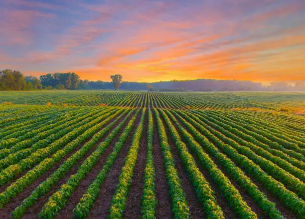 Photo of Healthy young soybean crop in field at dawn.