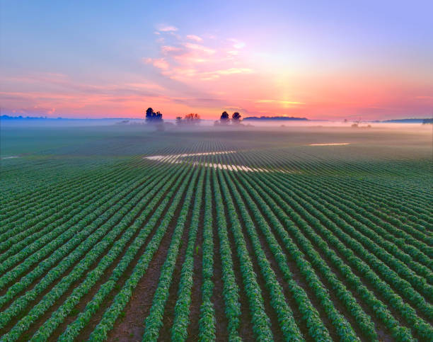 Healthy young soybean crop in field at dawn.