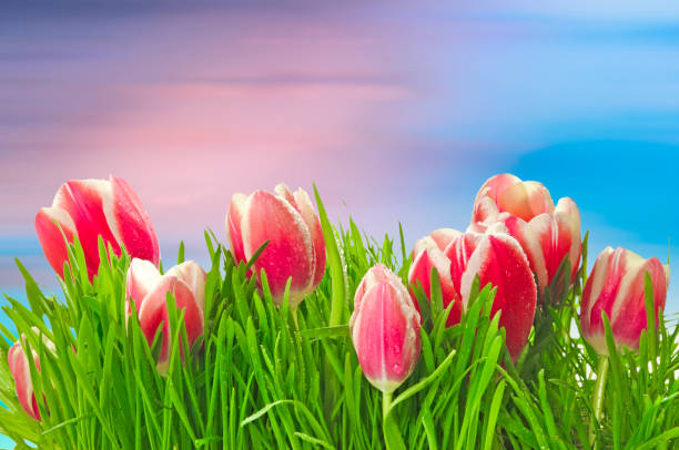 leuchtend rosa weiße tulpen (tulipa) auf einem blumenbeet mit grünem gras auf rosablauem abstraktem hintergrund nahaufnahme - tulip blue close up cut flowers stock-fotos und bilder