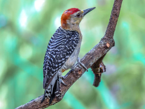 istock Tropical birds of Colombia 1328007122