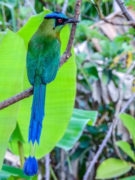 istock Tropical birds of Colombia 1328007133